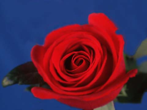bearbeitete Rose